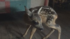 Nepochopiteľný čin pytliaka: Smutný príbeh rozprávkového srnčeka Bambiho sa stal realitou