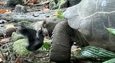 Veľká rarita zo Seychel: Útok korytnačky obrovskej prvýkrát zachytila kamera