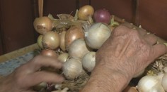 Pukanská cibuľa je známa aj vo svete. Je sladká a môžete do nej hrýzť ako do jablka