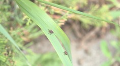 Vrchol kliešťovej sezóny sa blíži. V plnej sile sa vracia ten, ktorý napáda najmä psy