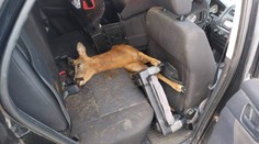 GALÉRIA: Srna mohla zabiť šoféra na Záhorí. Prerazila čelné sklo a skončila na zadnom sedadle Kia Sportage