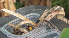 Už aj na Slovensku našli hniezdo sršňa ázijského. Odborníci ho zlikvidovali