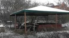 Psie zápasy robili aj známi mafiáni. Do ringu postavili aj nepohodlného človeka