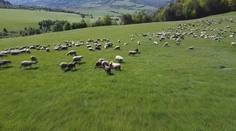 Voľne pasúce sa ovce pod horami sú už skôr raritou. Ťažkú prácu na salašoch nemá kto robiť