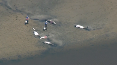 VIDEO: Viac než 120 delfínov uviazlo v bahne v štáte Massachusetts. Väčšinu z nich zachránili