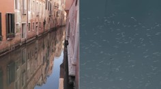 Ďalší vedľajší efekt pandémie: Voda v benátskych kanáloch nebola taká čistá už desaťročia