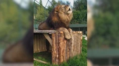Posledné šelmy z ranča, kde lev roztrhal majiteľa, hľadajú domov. Záujem má ZOO v Orechovej Potôni