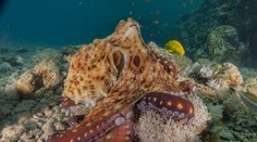 VIDEO: Chobotnica prevzala iniciatívu. Zobrala potápačovi kameru a nakrútila zábery z mora