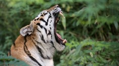 Divo žijúci tiger zabil v Nepále za uplynulé štyri dni už druhého človeka