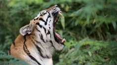 Divo žijúci tiger zabil v Nepále za uplynulé štyri dni už druhého človeka