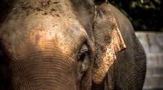 FOTO: Srdcervúca snímka horiacich slonov utekajúcich pred ľuďmi boduje na súťažiach