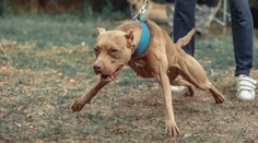 Iba pätnásťmesačné bábätko dohrýzol pitbull starých rodičov. V nemocnici zomrelo