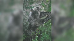 Štátni ochranári dali tento rok odstreliť takmer 50 medveďov. Sprevádzajú to pochybnosti