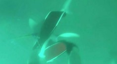 Útok žraloka na videu: Tínedžer unikol ostrým zubom, kopol ho do hlavy