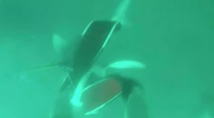 Útok žraloka na videu: Tínedžer unikol ostrým zubom, kopol ho do hlavy
