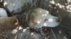 Keď ho zbadali, zostali v šoku. Pri Dunajskej Strede našli v zúboženom stave psa