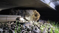 Pod kolesami tatranskej električky zahynul medveď, osudným sa mu stalo nasledovanie samice