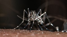 Na Slovensku zaznamenali nebezpečného ázijského komára tigrovaného. Prenáša množstvo vírusov vrátane ziky