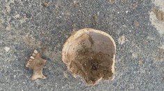 Strašidelný nález pri Senci: Muž našiel pri kopaní ľudskú lebku