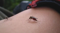 Obyvatelia v okolí rieky Morava sa sťažujú na roje komárov. Podľa ekológa ide o hystériu
