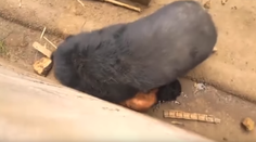 Muž chcel nakŕmiť medveďa v zajatí. Hladné zviera mu nič nedarovalo