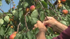 Začal sa marhuľový ošiaľ. Ceny na samozbere pri Komárne sú nižšie ako pred rokom