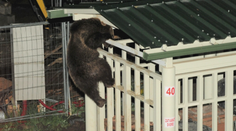 Vynaliezavosť tatranských medveďov nemá hraníc. Radnica už podnikne kroky