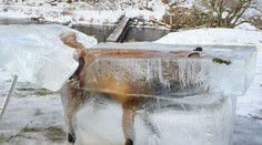 V Dunaji našli zamrznutú líšku. Zahynula strašnou smrťou