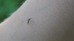 Komáre už začínajú poriadne štípať. Najhoršie je to v okolí rieky Morava