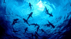 Študentku smrteľne napadol húf žralokov v známej dovolenkovej destinácii