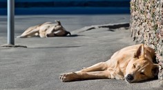 Ako pomôcť psom v horúčavách? Zabudnite na studenú vodu, mohli by zomrieť