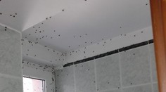 Invázia lienok z Ázie. Už dorazili aj k našim susedom