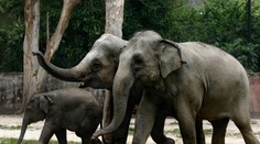 Dráma v zoologickej záhrade v Prahe: Slon zaútočil na chovateľku