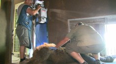 Medveď Ťapík musel ísť na röntgen, pri každej snímke sa s ním riadne natrápili