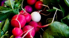 Neviete, čo si môžete zasadiť na jeseň? Poradíme vám, ktorá zelenina je na to ideálna