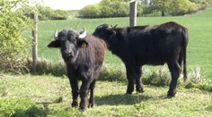 Sadistické vyčíňanie zlodejov: Brutálne zabili gravidnú kravu aj s teliatkami