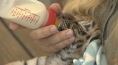 Slovenka, ktorá chcela zachrániť tigríčatá, musí zaplatiť pokutu