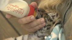 Dve tigríčatá, ktoré policajti odobrali Slovenke, zomreli vo viedenskej zoo