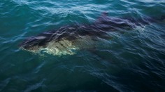 Fotka z ktorej mrazí! K nič netušiacej rodine sa plížil žralok