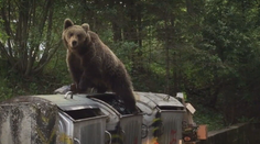 Hospodár Viliam je zúfalý, s medveďmi si nevie dať rady. V jednom okrese útočia najčastejšie