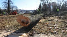 V Bratislave vyrúbali desiatky stromov pre projekt, ktorý realizuje J&T