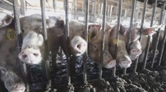 Zápach z prasiat rozhádal obec. Starosta tvrdí, že situácia je neúnosná