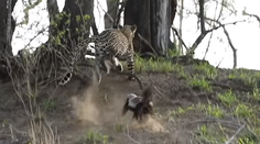 Nerovný súboj s prekvapivým víťazom. Jazvec ukázal leopardovi, kto je pán lesa