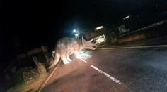 Vodiča na strede cesty prekvapil dinosaurus