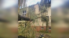 Po búrke v Šali padali stromy. Zrútili sa aj na bytovku priamo do okien