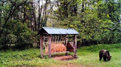 V blízkosti Bratislavy spozorovali ďalšieho medveďa. Názory odborníkov na riešenie sa líšia