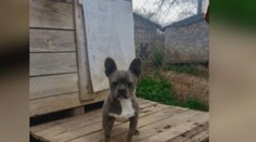 Predávajú psov a je im jedno, čo s nimi bude. Množiteľ sa vykrúcal, no usvedčila ho fotka v inzeráte