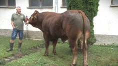 Nemá ani tri roky, váži viac než tonu a na konte má 70 teliat. Plemenný býk je pýchou farmy pri Svidníku