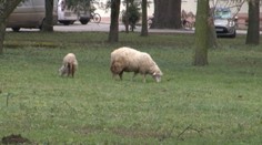 Hladný pes roztrhal ovcu v domove. Všetko videli postihnuté deti