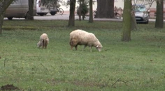 Hladný pes roztrhal ovcu v domove. Všetko videli postihnuté deti